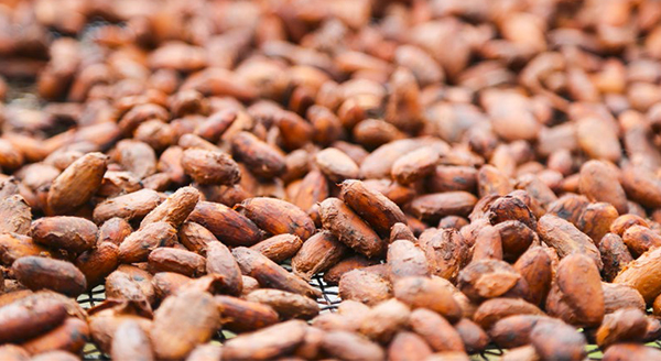 Pacific-Cocoa-Export