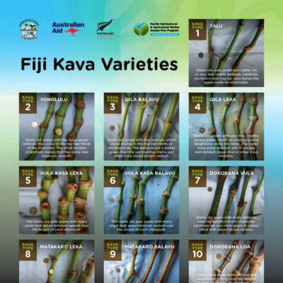 Read more about the article FIJI KAVA VARIETIES (POSTER)