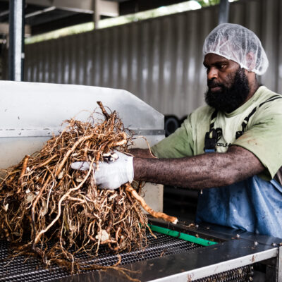 You are currently viewing FIJI’S GREEN KAVA INNOVATION