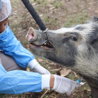 Read more about the article AFRICAN SWINE FEVER IN PNG