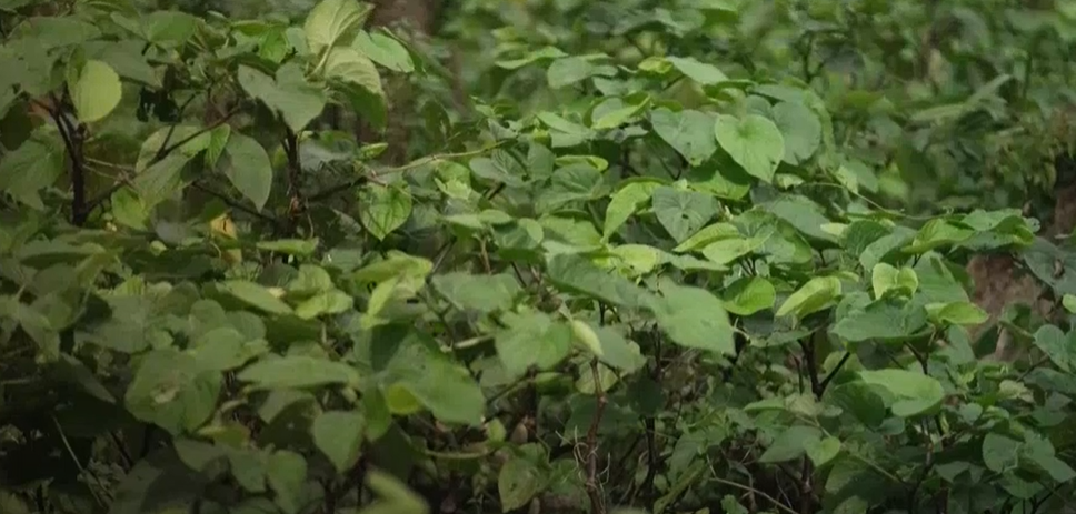 Read more about the article FIJI KAVA: TAKING KAVA PRODUCTION TO THE NEXT LEVEL