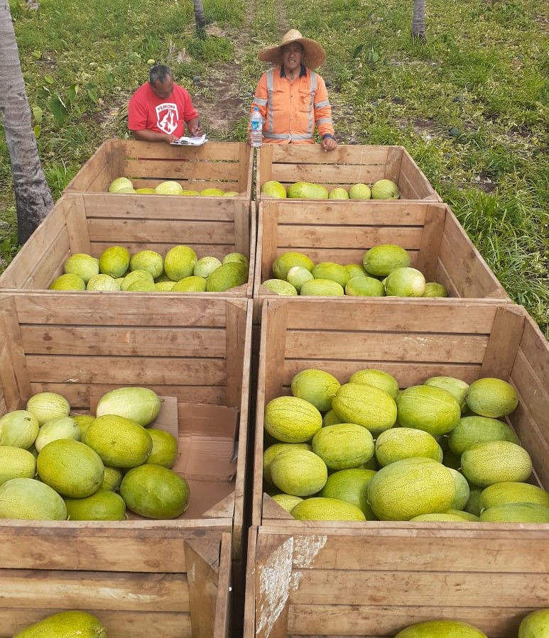 Read more about the article MAINTAINING TONGA’S SWEET WATERMELON TRADE