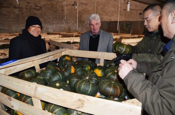 Read more about the article Tonga sends first shipment of squash to China