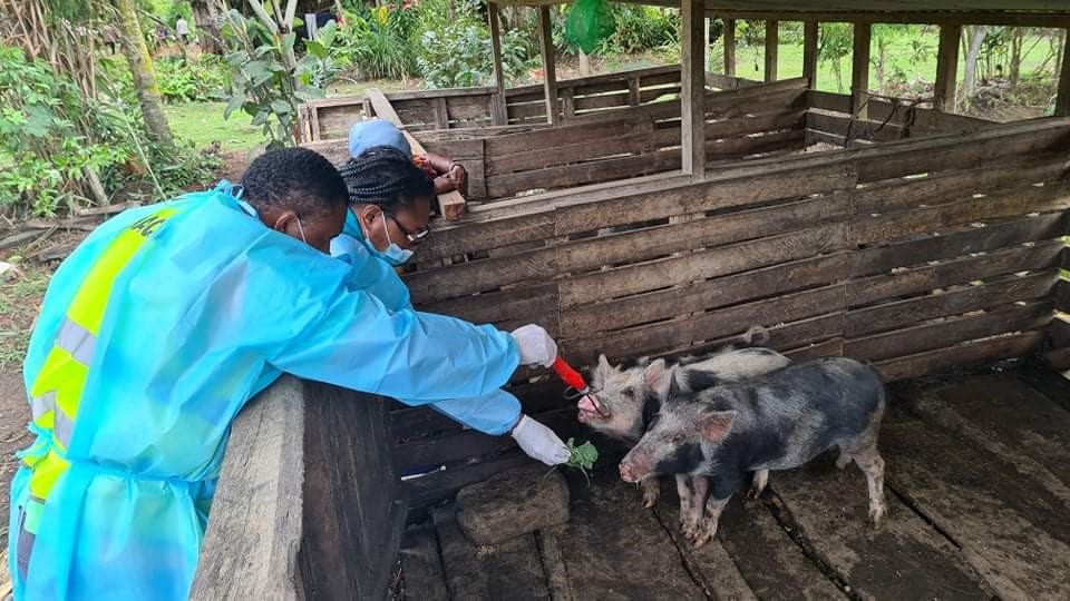 Read more about the article African Swine Fever (ASF) study commences in PNG