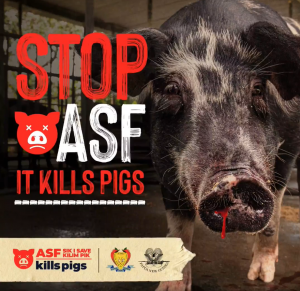 Read more about the article PNG contains spread of African Swine Fever (ASF)