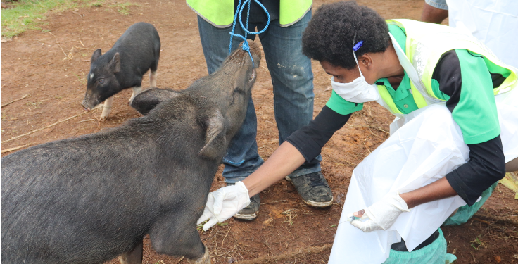 Read more about the article Call for Proposals: PROVISION OF COMMUNICATION SERVICES FOR AFRICAN SWINE FEVER BEHAVIOUR CHANGE COMMUNICATION CAMPAIGN