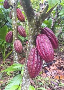 Read more about the article Pacific Cocoa Export Industry Overview