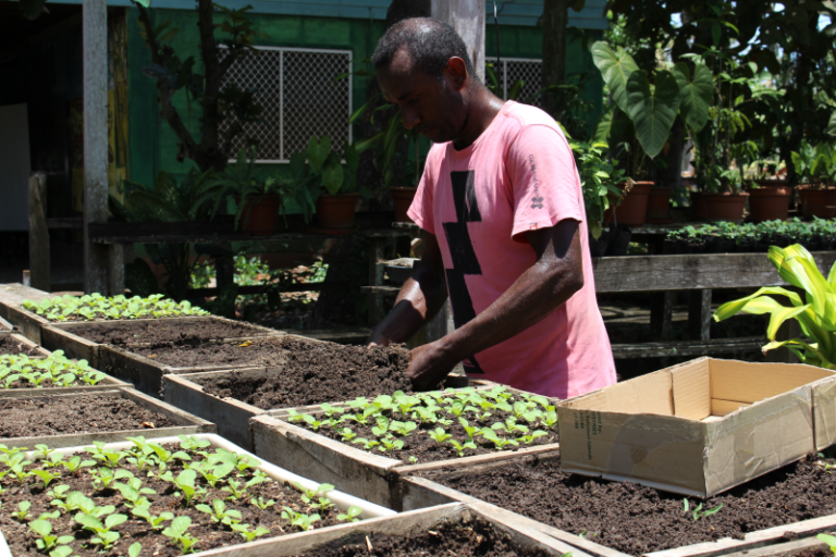 Read more about the article Better seed system for Solomon Islands