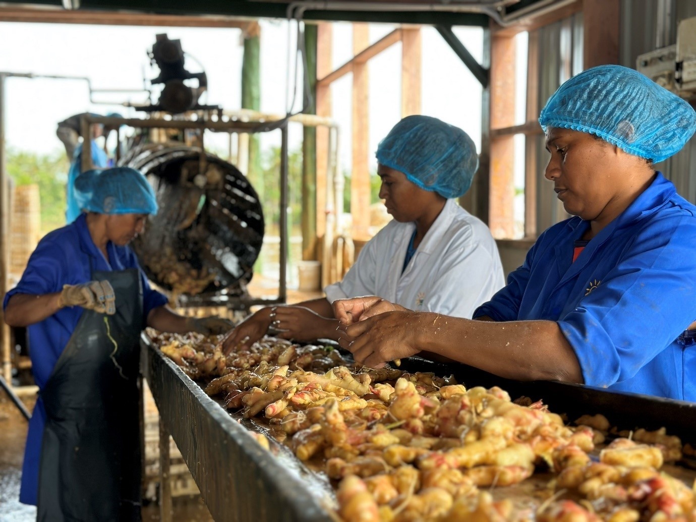 Read more about the article Revolutionising ginger production in Fiji